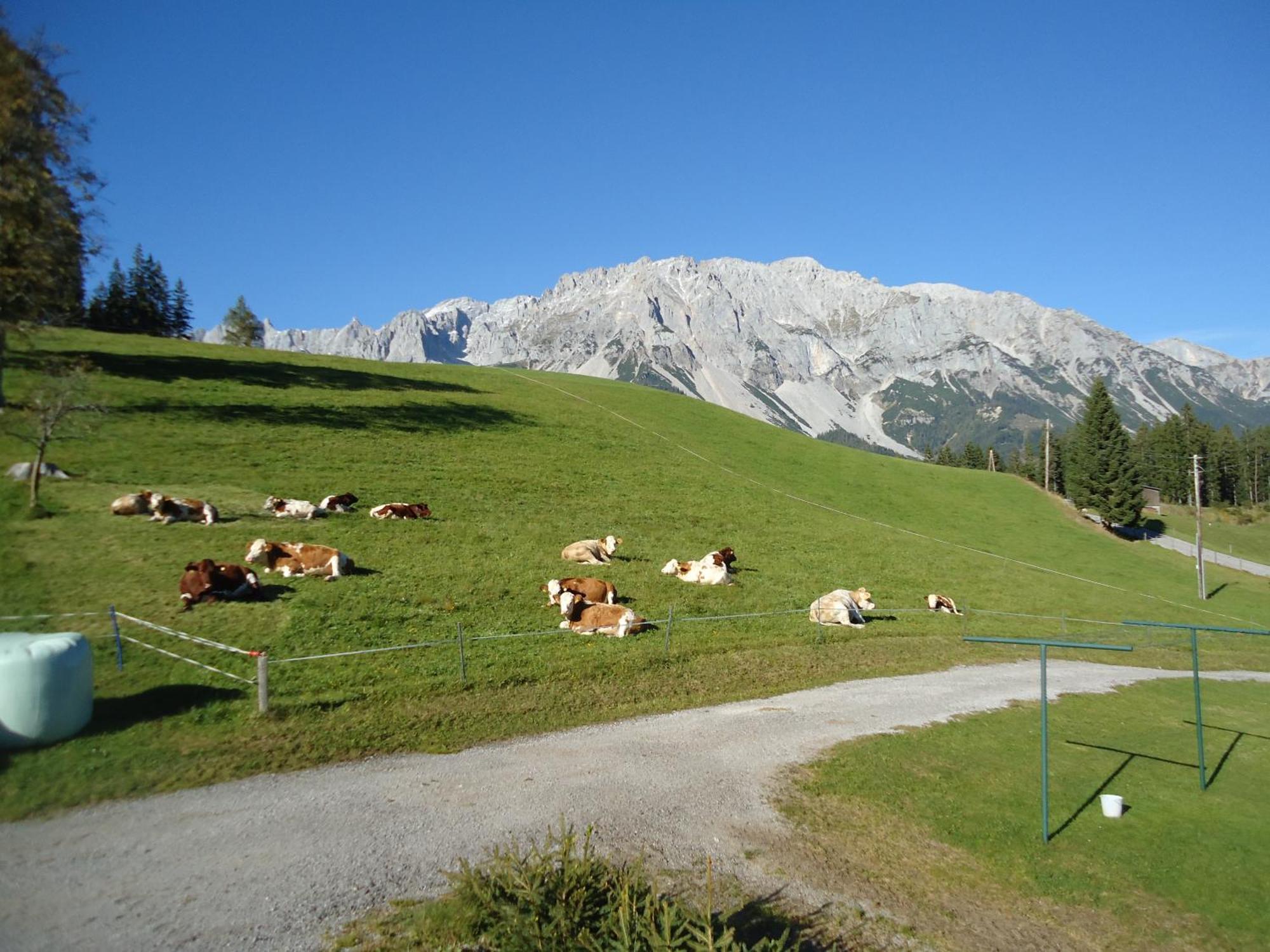 Pension-Greimelbacherhof Ramsau am Dachstein Extérieur photo