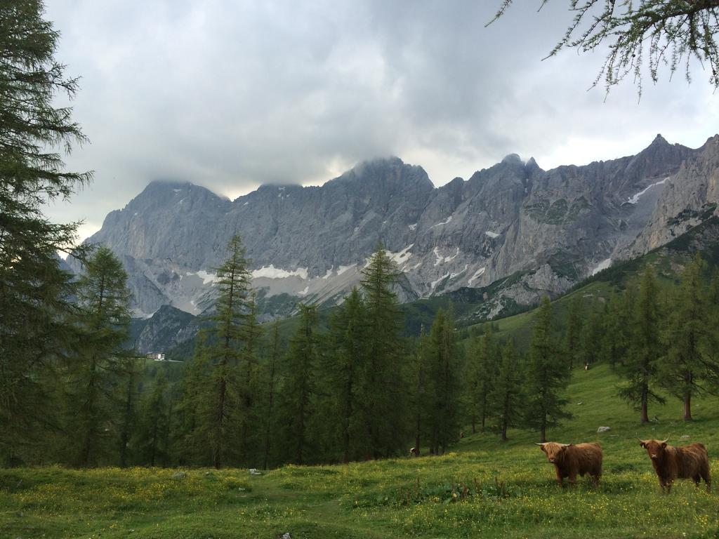 Pension-Greimelbacherhof Ramsau am Dachstein Extérieur photo